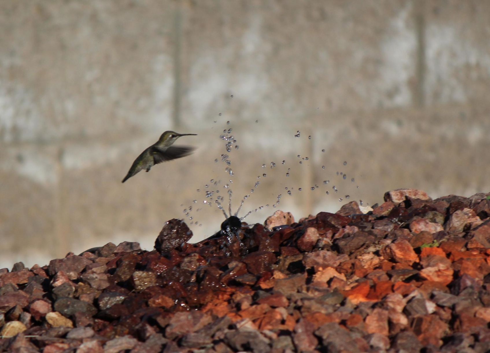 Hummingbirds from backyards and beyond